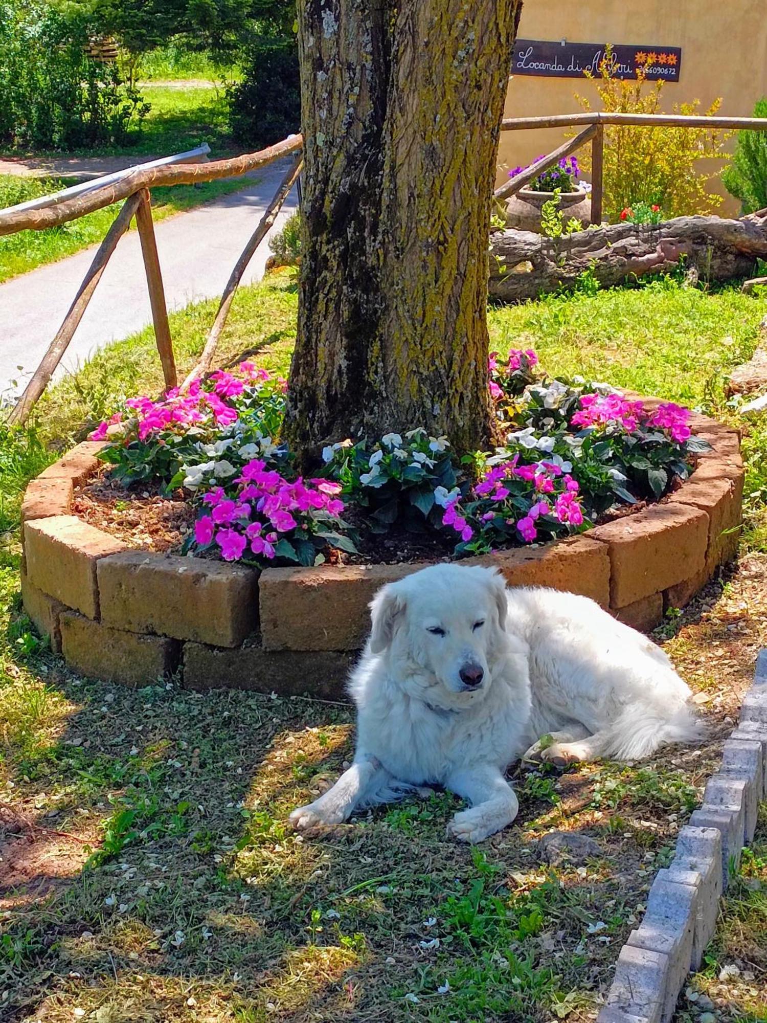 Locanda Di Alberi Borgo San Lorenzo Zewnętrze zdjęcie